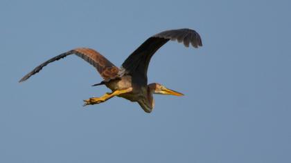 Erguvani balıkçıl