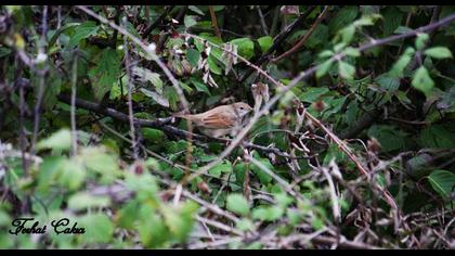 Akgerdanlı ötleğen