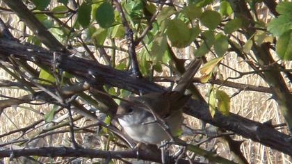 Akgerdanlı ötleğen