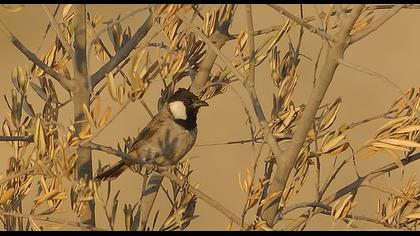 Akyanaklı arapbülbülü