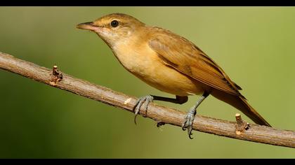 Büyük kamışçın