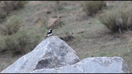 Aksırtlı kuyrukkakan