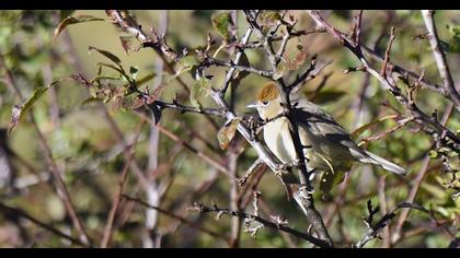 Karabaşlı ötleğen