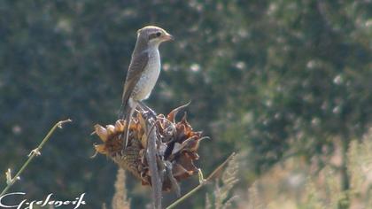 Kızılsırtlı örümcekkuşu
