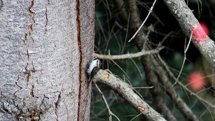 Orman tırmaşıkkuşu