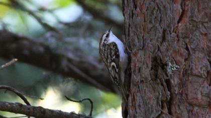 Orman tırmaşıkkuşu