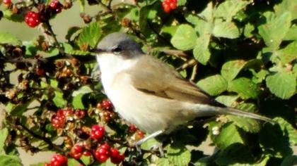 Küçük akgerdanlı ötleğen