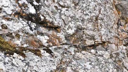 Büyük dağbülbülü