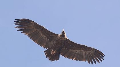 Cinereous Vulture