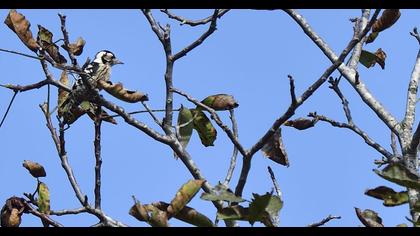 Küçük ağaçkakan
