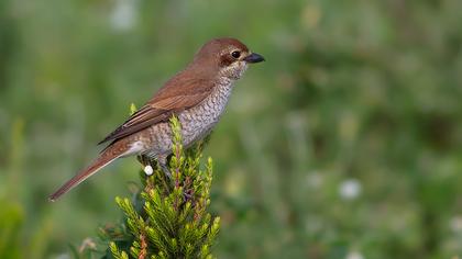 Kızılsırtlı örümcekkuşu