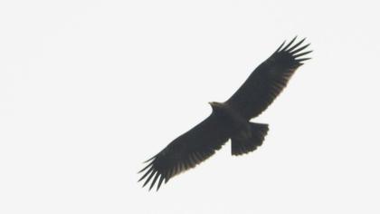 Küçük orman kartalı