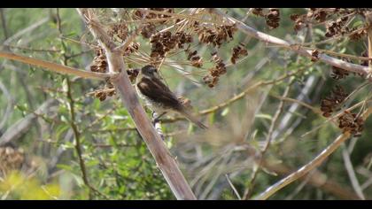 Kızılsırtlı örümcekkuşu
