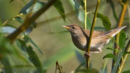 Bataklık kamışçını