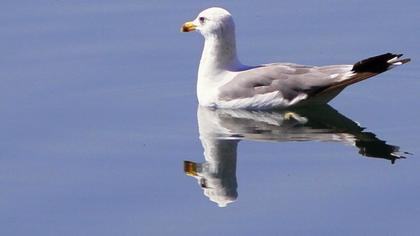Van gölü martısı