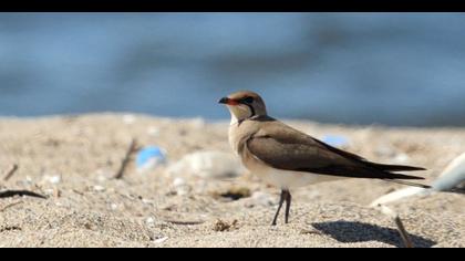 Bataklıkkırlangıcı
