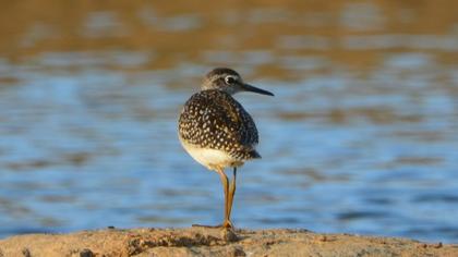 Orman düdükçünü