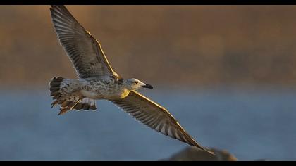 Van gölü martısı