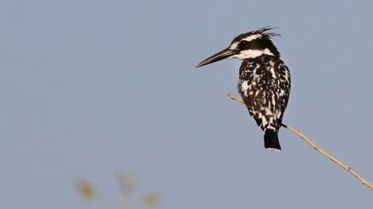 Alaca yalıçapkını