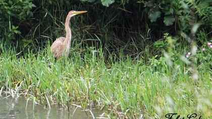 Erguvani balıkçıl
