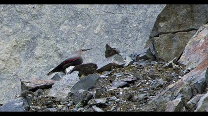 Duvar tırmaşıkkuşu