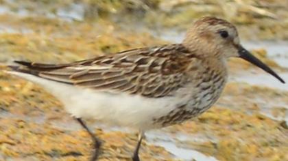 Karakarınlı kumkuşu