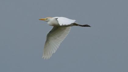 Sığır balıkçılı