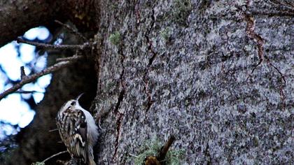 Orman tırmaşıkkuşu