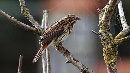 Bataklık Kirazkuşu