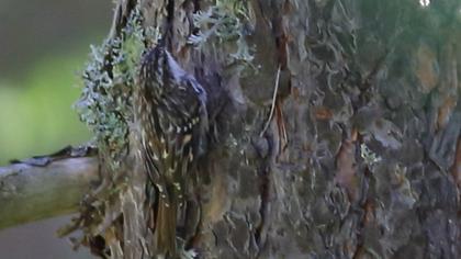 Bahçe tırmaşıkkuşu