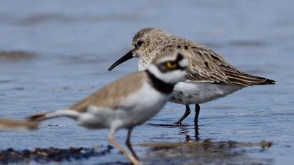 Karakarınlı kumkuşu