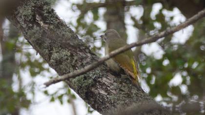 Küçük yeşil ağaçkakan