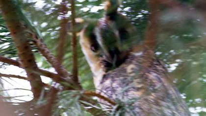 Kulaklı orman baykuşu