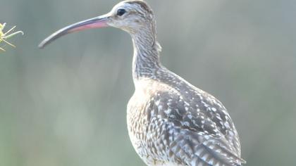 Sürmeli kervançulluğu