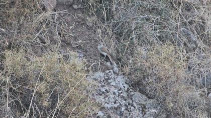 Kızılsırtlı örümcekkuşu