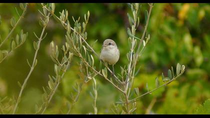 Maskeli örümcekkuşu