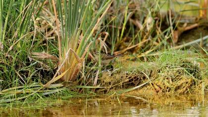 Kındıra kamışçını