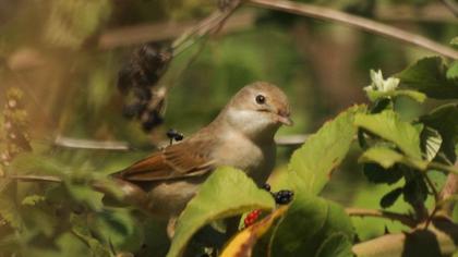 Akgerdanlı ötleğen