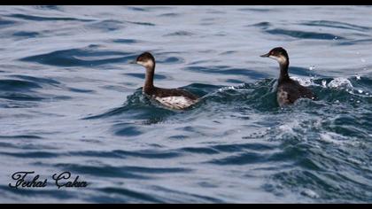 Karaboyunlu batağan