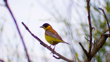 Karabaşlı kirazkuşu