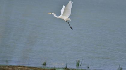 Büyük ak balıkçıl