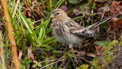 Sarıgagalı ketenkuşu