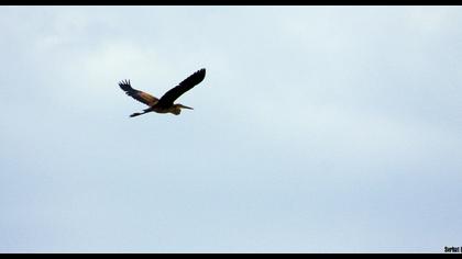 Erguvani balıkçıl