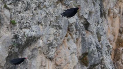 Kırmızıgagalı dağ kargası