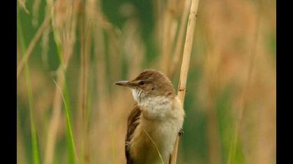 Büyük kamışçın