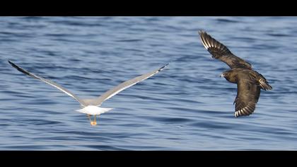 Kütkuyruklu korsanmartı