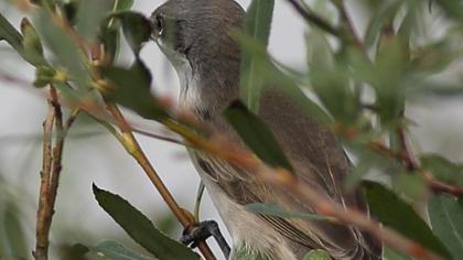 Küçük akgerdanlı ötleğen