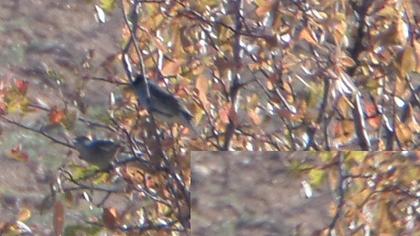 Karabaşlı ötleğen