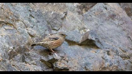 Büyük dağbülbülü