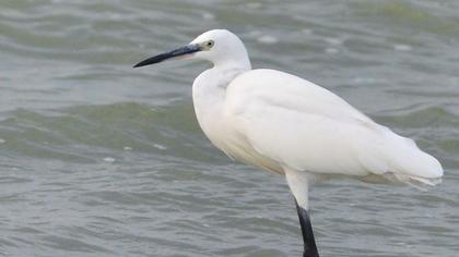 Little Egret